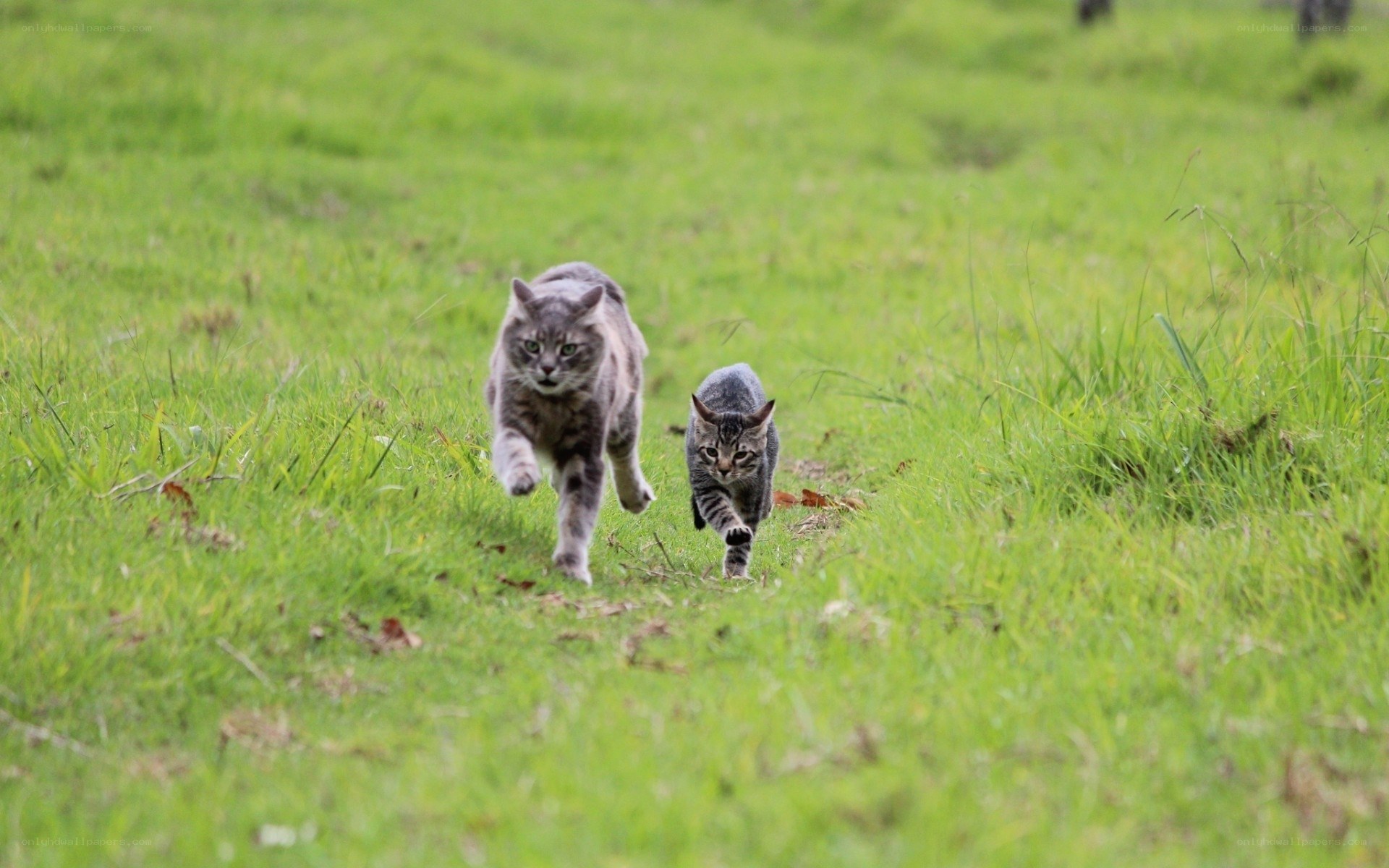 Two cats running in a field