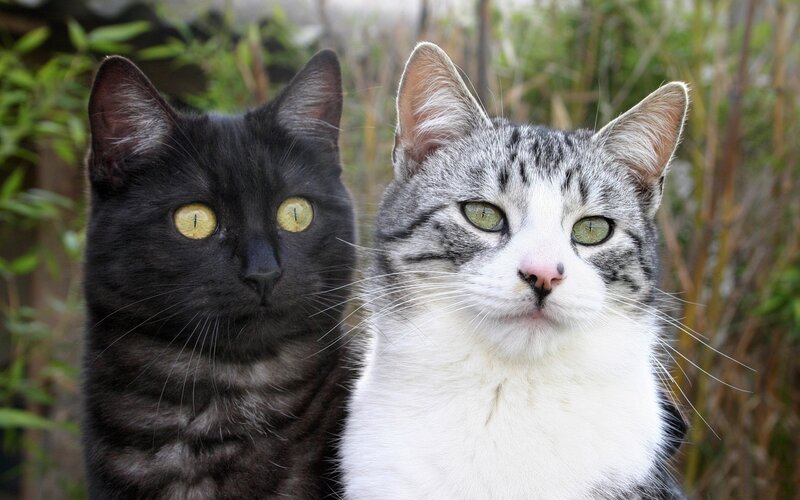Two Cats Side by Side — Black, Calm