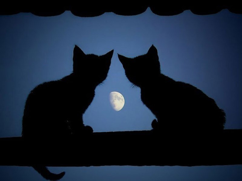 Two Cats Silhouetted — Black, Serene