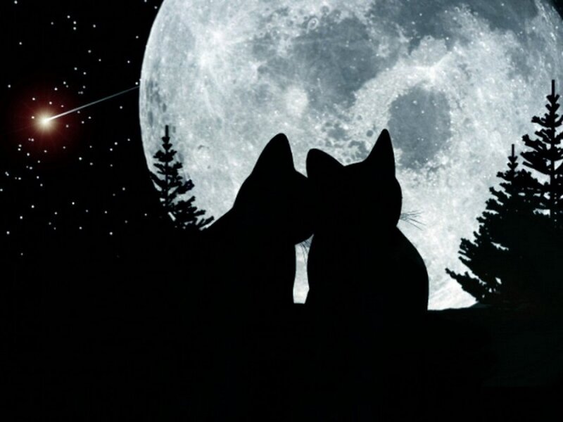 Two Cats Silhouetted — Black