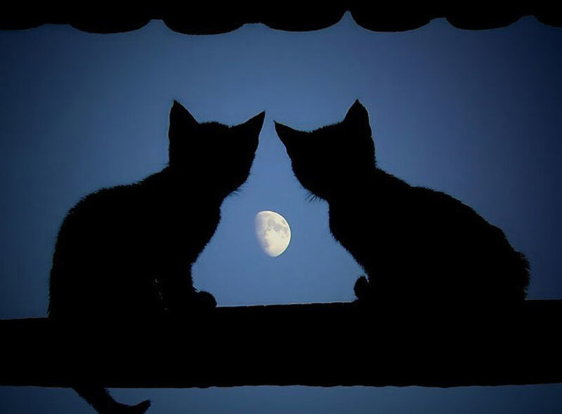 Two Cats Silhouetted