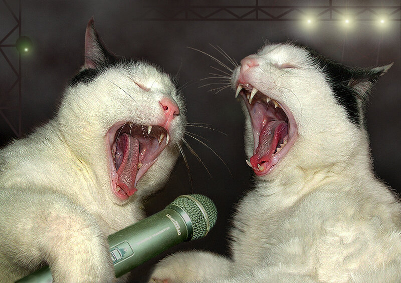 Two Cats Singing