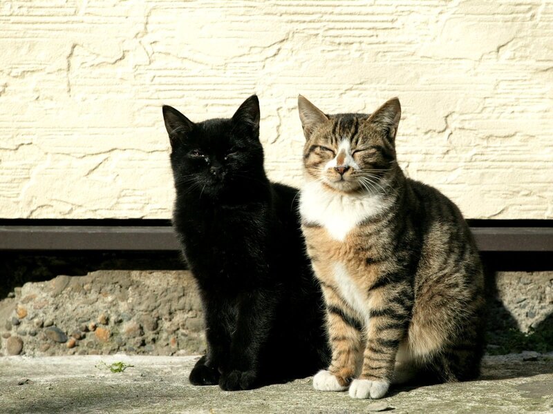 Two Cats Sitting — Black, Calm, Afternoon