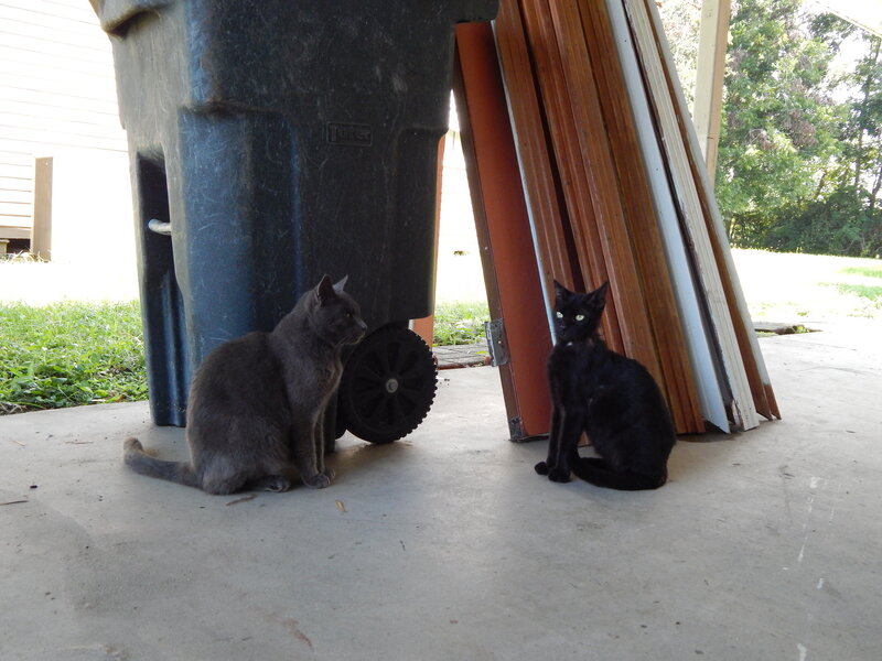 Two Cats Sitting — Gray, Calm, Afternoon