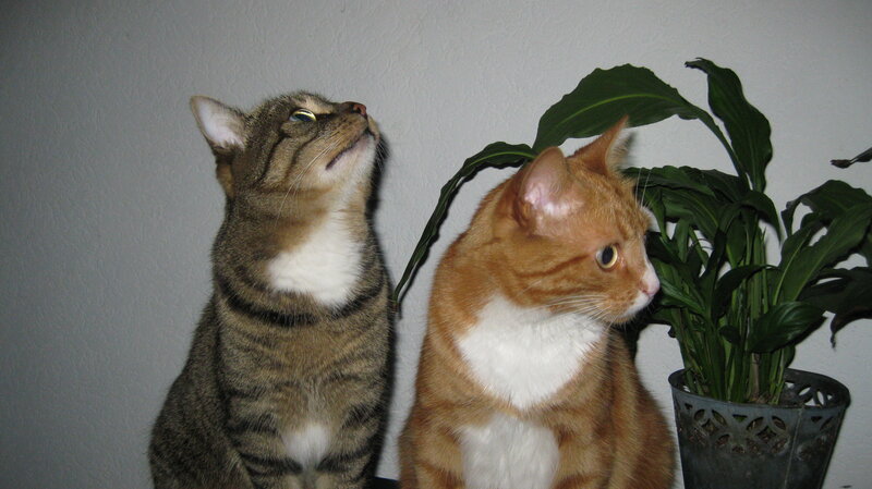 Two Cats Sitting — Gray, Calm, Photograph
