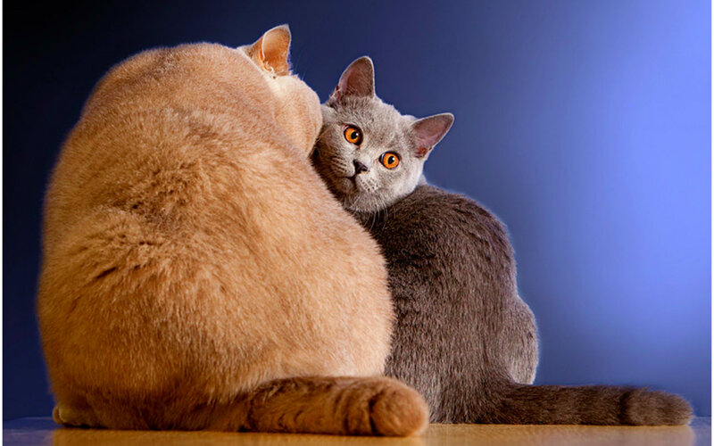 Two Cats Sitting — Gray, Calm