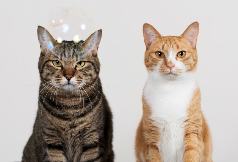 Two Cats Sitting — Gray, Neutral