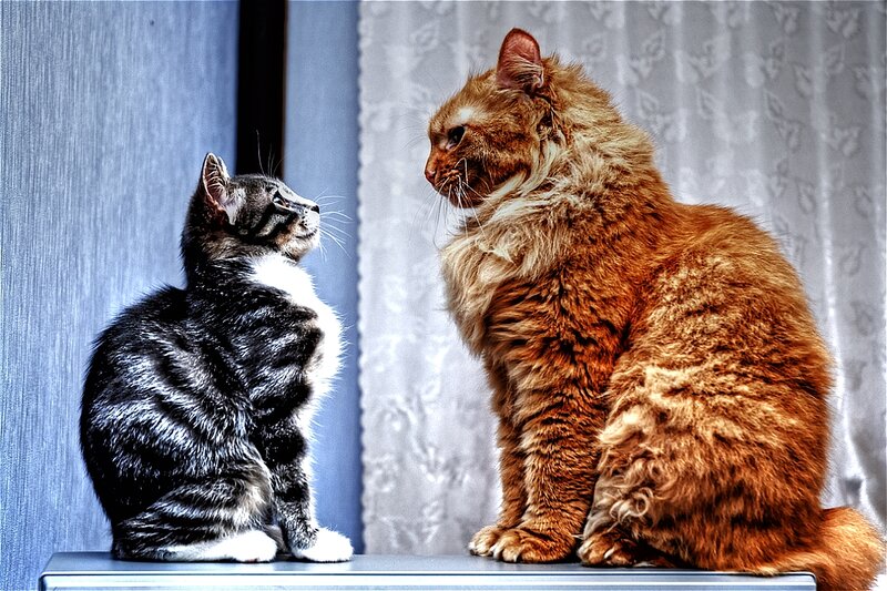 Two Cats Sitting — Gray