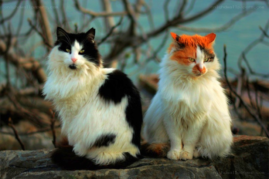 Two cats sitting on a rock