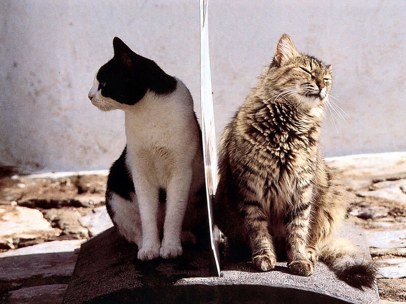 Two cats sitting on a wall