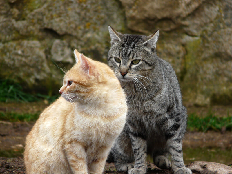 Two Cats Sitting