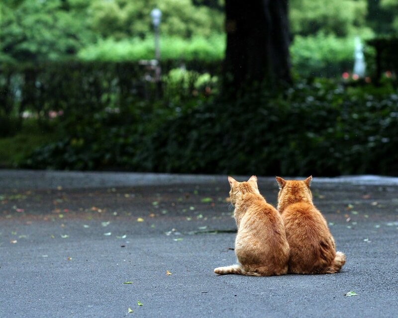 Two cats sitting together