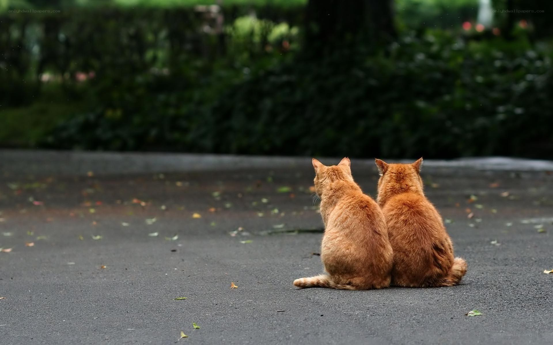 Two cats sitting together