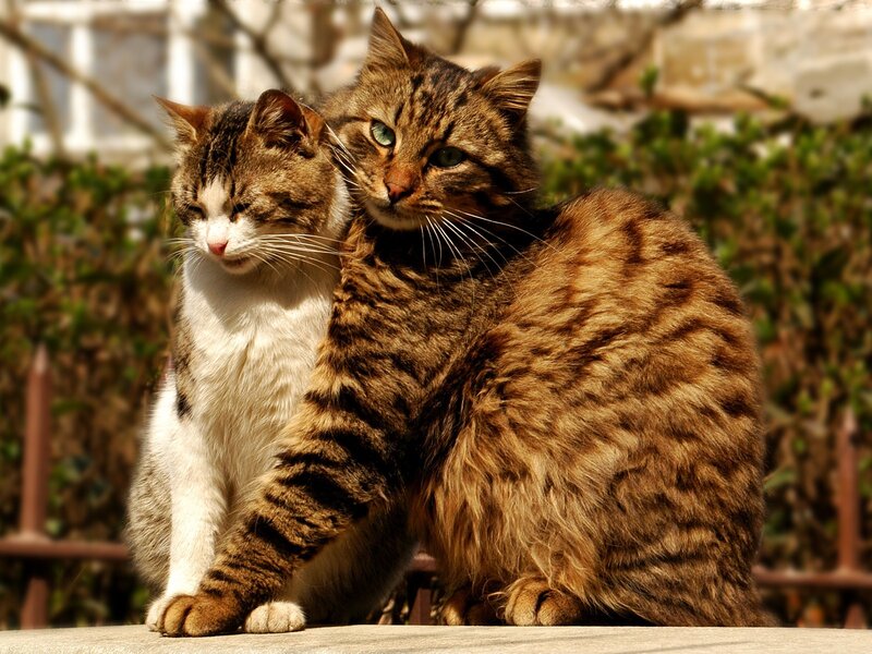 Two cats sitting together