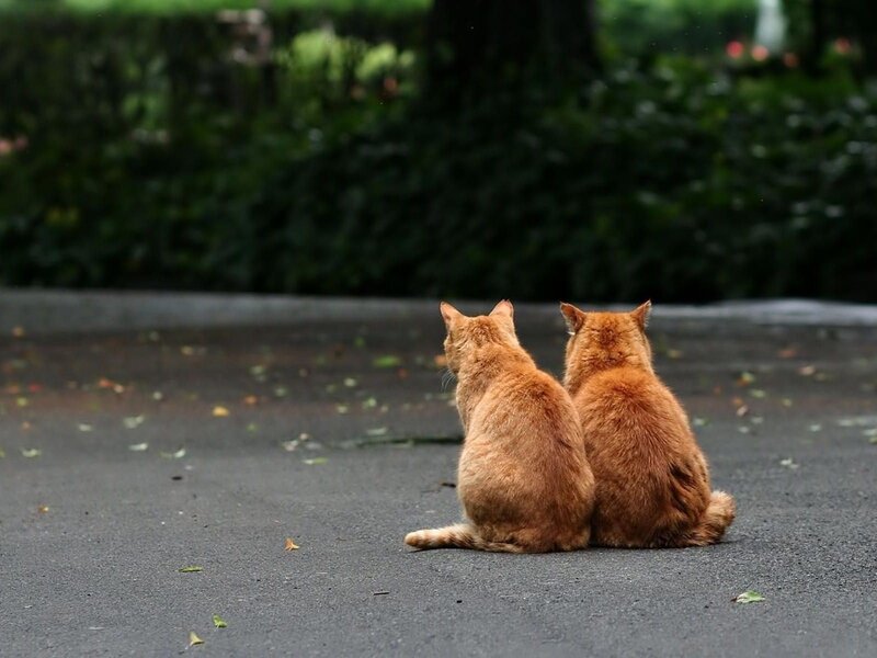 Two cats sitting together
