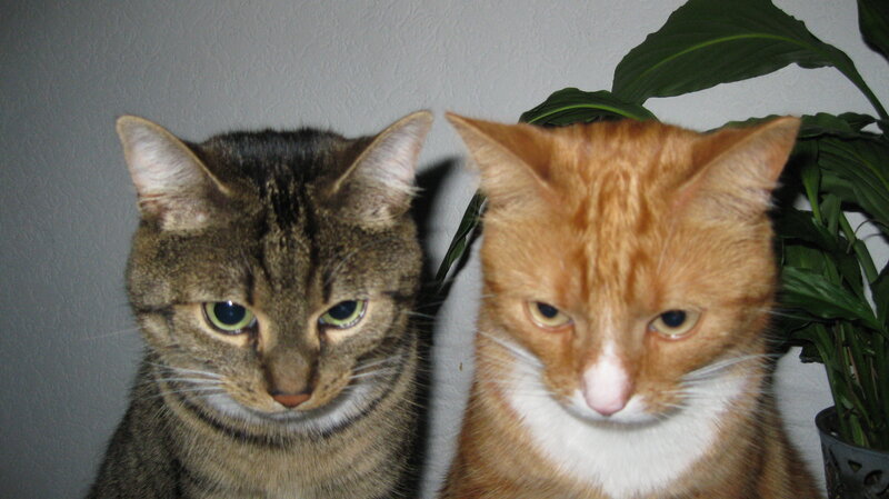 Two Cats Sitting Together — Brown