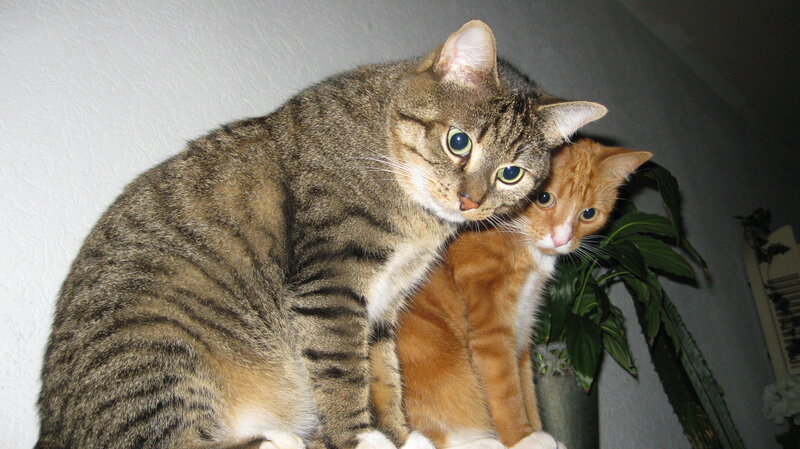 Two Cats Sitting Together — Gray