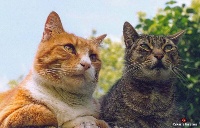 Two Cats Sitting Together — Orange