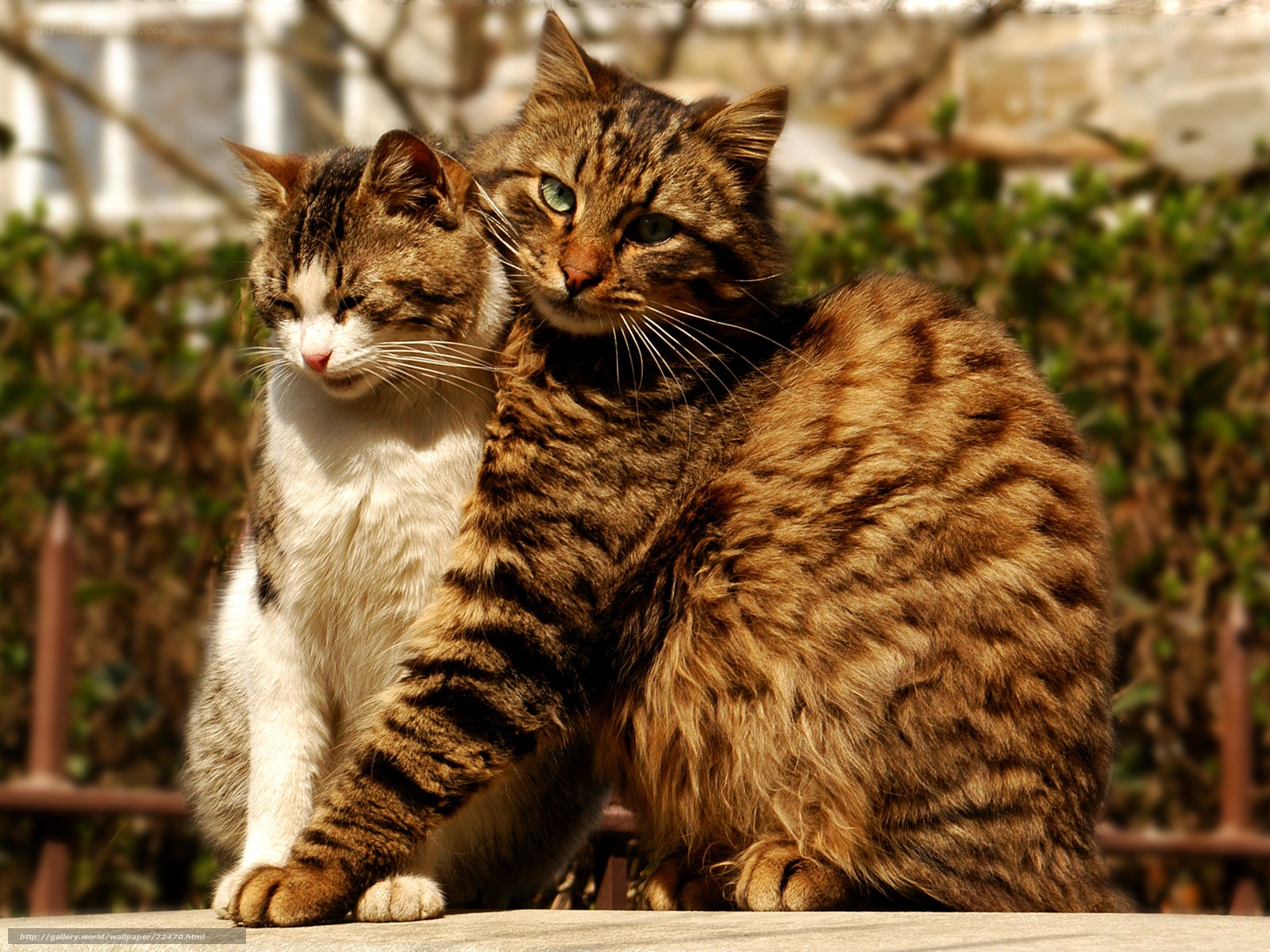 Two cats sitting together