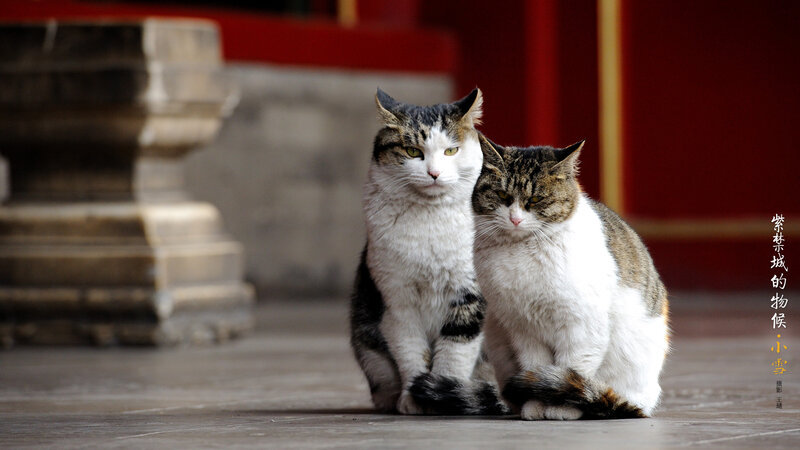 Two Cats Sitting — White, Calm