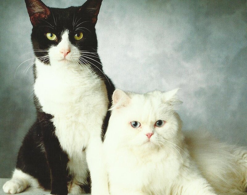 Two Cats Sitting — White