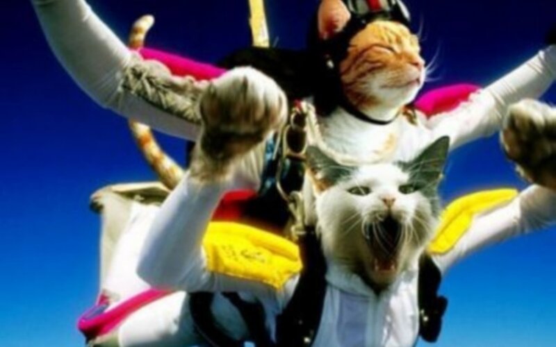 Two Cats Skydiving