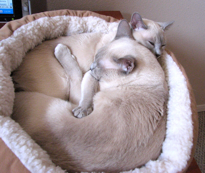 Two Cats Sleeping — Beige, Peaceful, Afternoon