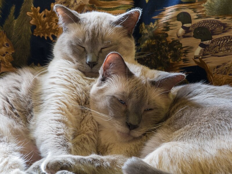 Two Cats Sleeping — Beige, Peaceful