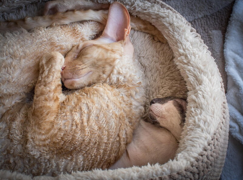 Two Cats Sleeping — Beige