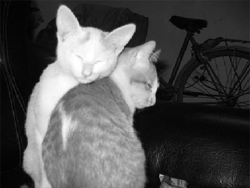 Two Cats Sleeping — Black, Calm, Night