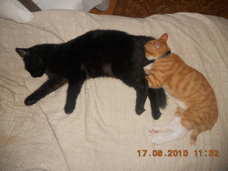 Two Cats Sleeping — Black, Calm