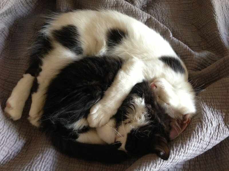 Two Cats Sleeping — Black, Peaceful, Photograph, Blanket