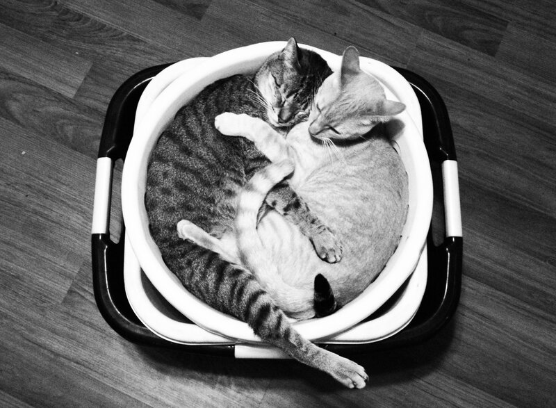 Two Cats Sleeping — Black, Peaceful, Photograph