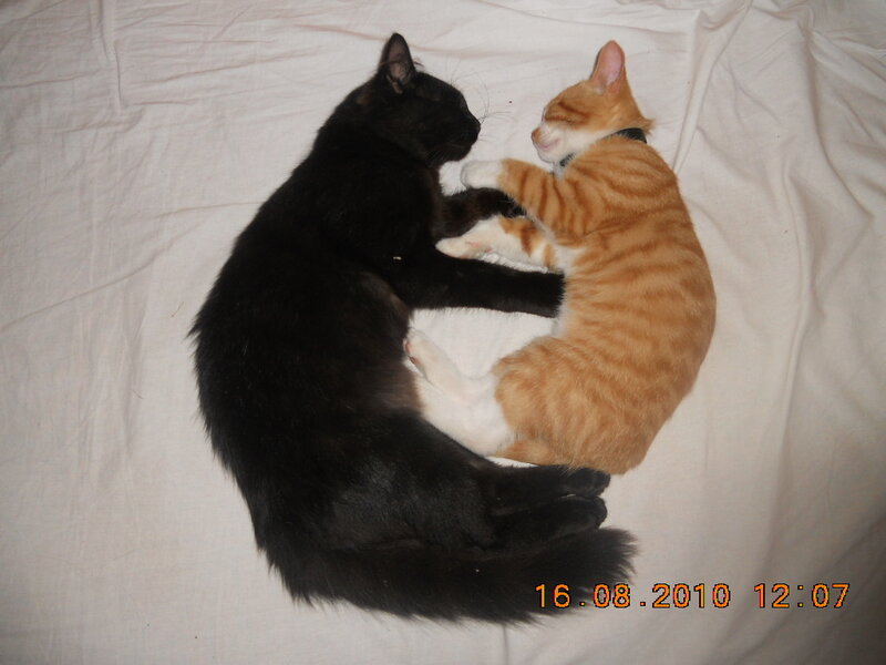 Two Cats Sleeping — Black, Peaceful