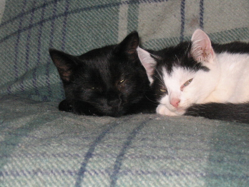 Two Cats Sleeping — Black