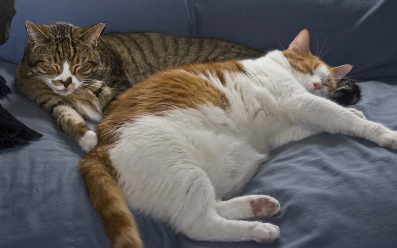 Two Cats Sleeping — Blue
