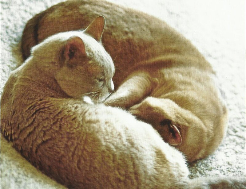 Two Cats Sleeping — Brown, Calm