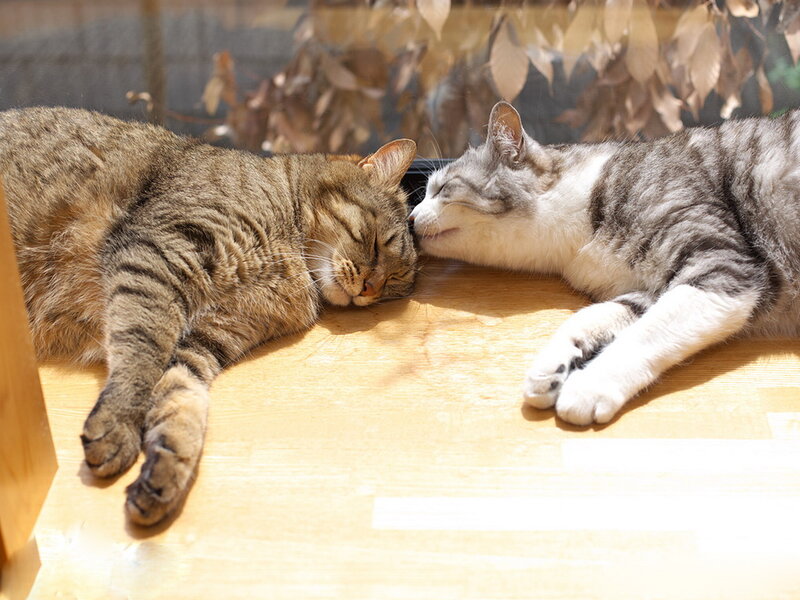 Two Cats Sleeping — Brown, Peaceful, Afternoon, Photograph
