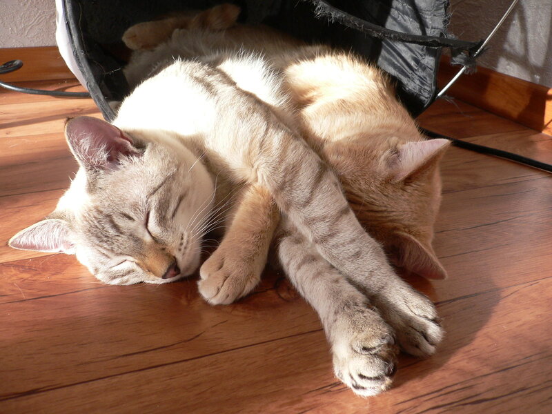 Two Cats Sleeping — Brown, Peaceful, Afternoon, Photograph, Wood Floor