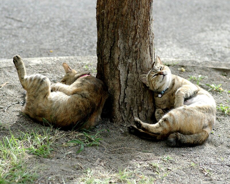 Two Cats Sleeping — Brown, Peaceful, Afternoon