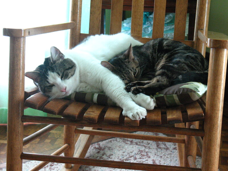 Two Cats Sleeping — Brown, Peaceful, Morning