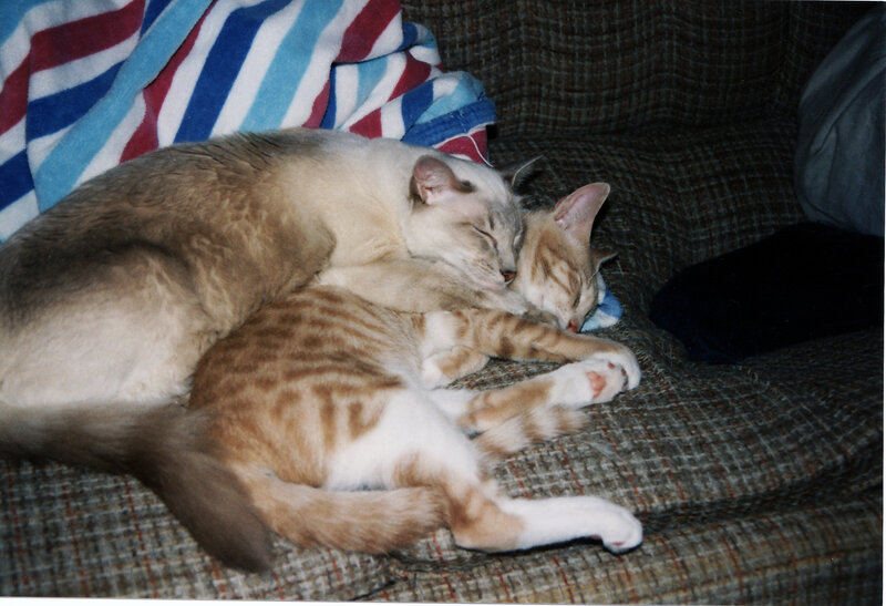 Two Cats Sleeping — Brown, Peaceful, Night, Photograph