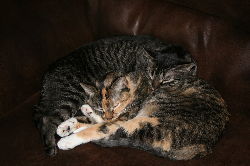 Two Cats Sleeping — Brown, Peaceful, Night