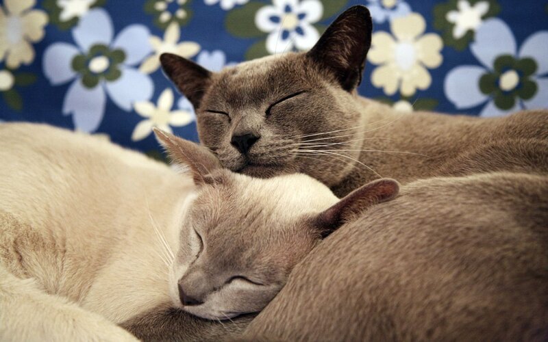 Two Cats Sleeping — Brown, Peaceful, Photograph, Floral Pattern