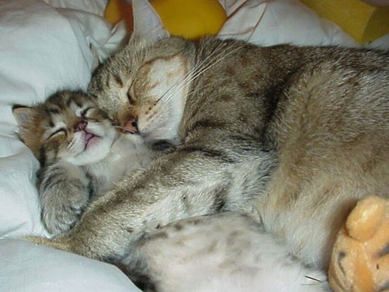 Two Cats Sleeping — Brown, Peaceful, Photograph, Pillow