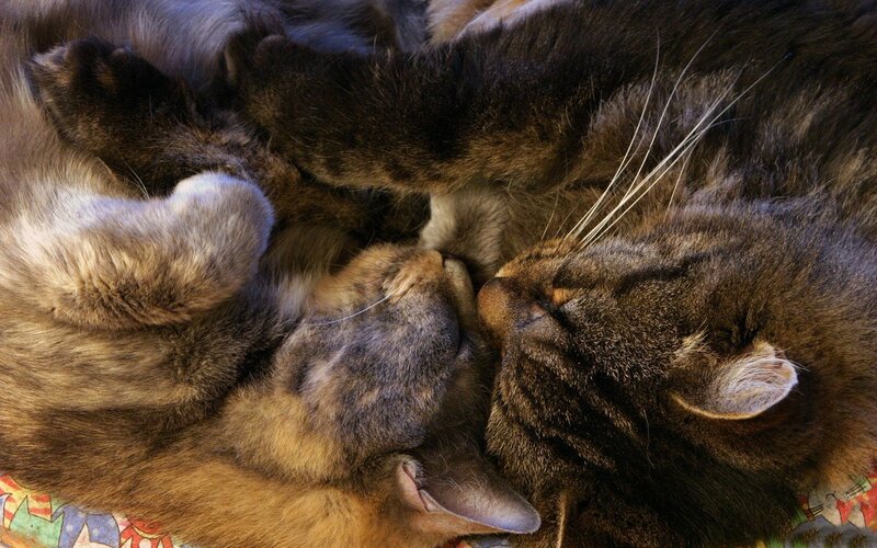 Two Cats Sleeping — Brown, Peaceful, Photograph, Whiskers