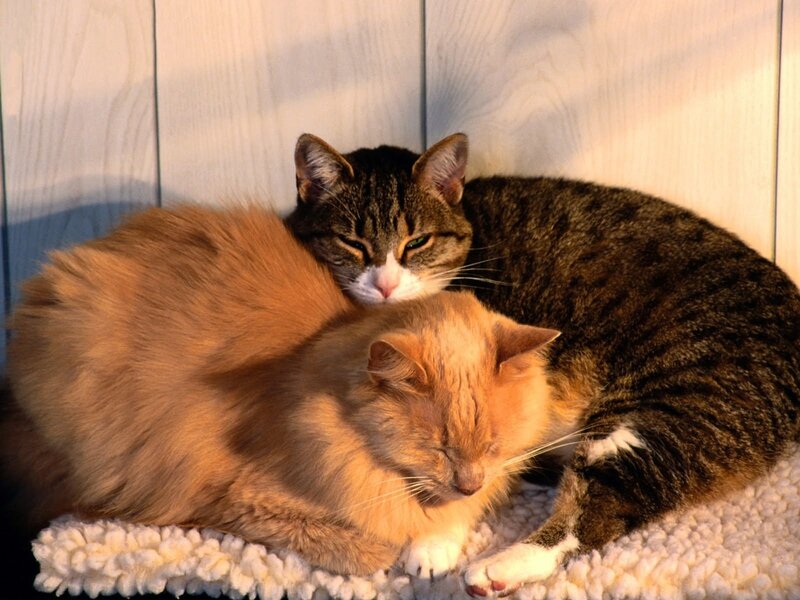Two Cats Sleeping — Brown, Peaceful, Sunset, Photograph, Cat Bed