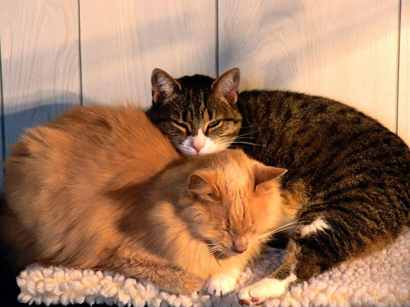 Two Cats Sleeping — Brown, Peaceful, Sunset, Photograph