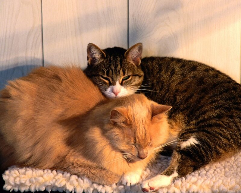 Two Cats Sleeping — Brown, Peaceful, Sunset