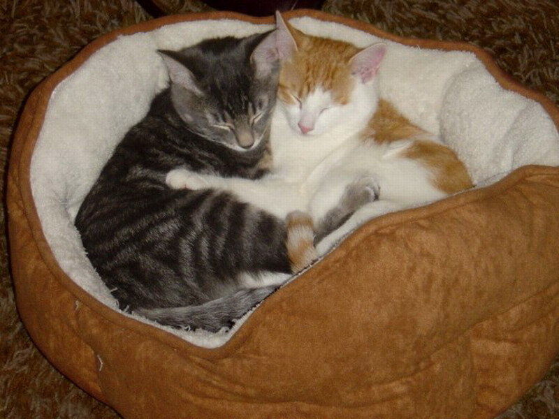 Two Cats Sleeping — Brown, Peaceful